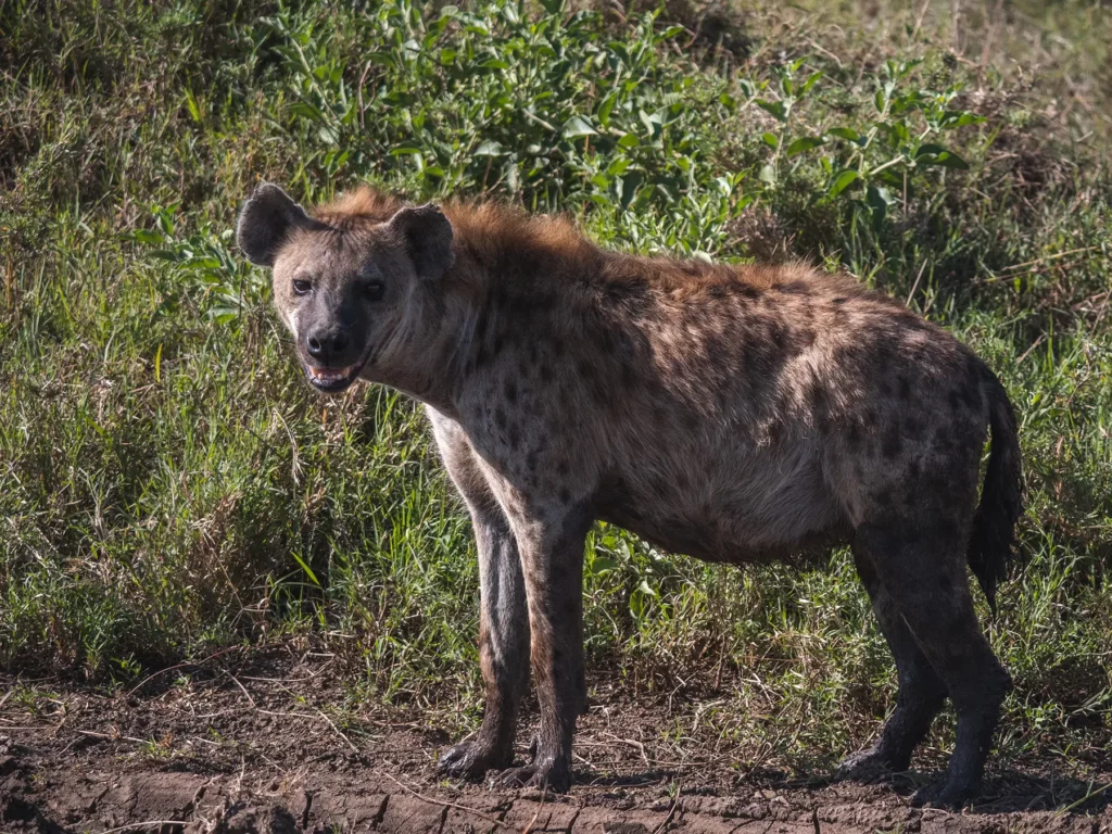 Hyena in Serengeti
