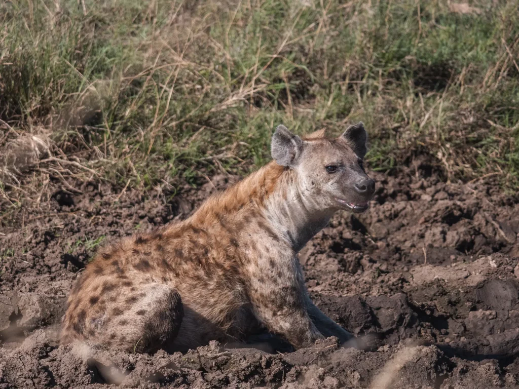 Hyena keeping cool in the mud in the Serengeti