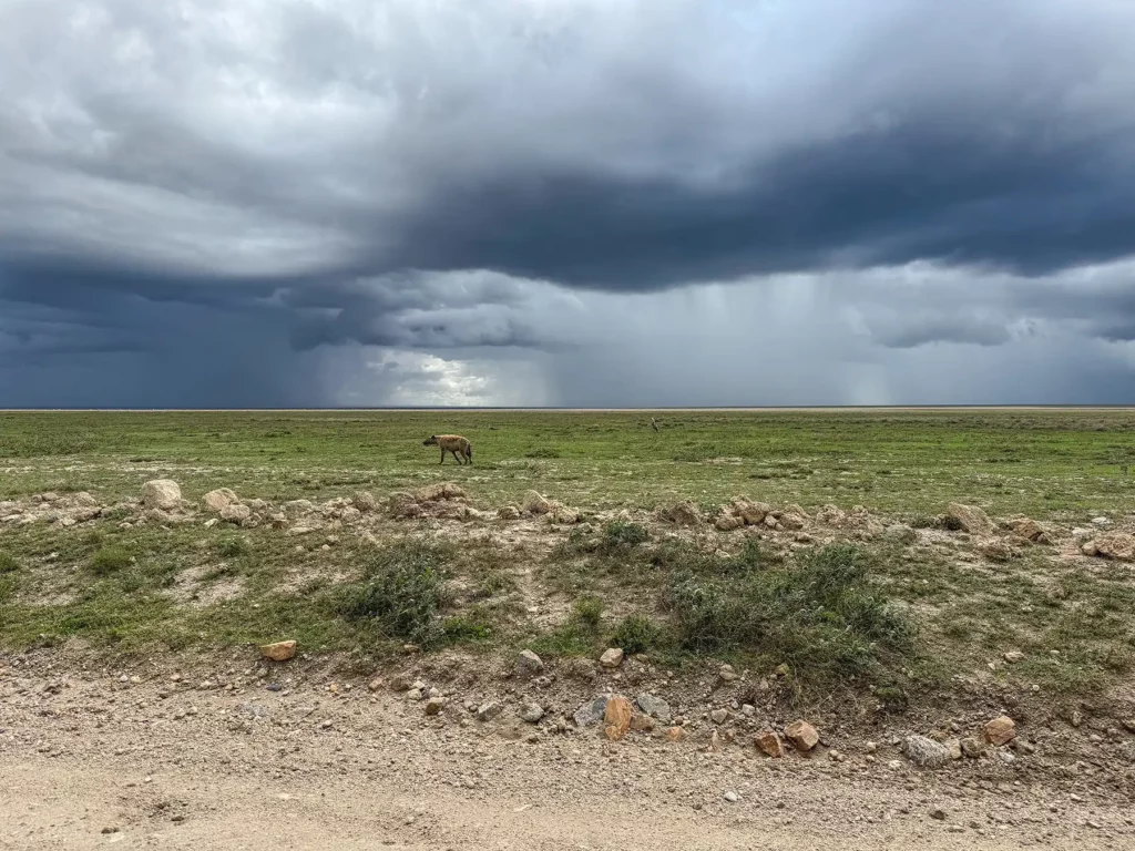 Hyena in Arusha National Park
