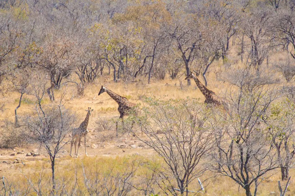 Giraffes at Ant's Nest Safari Lodge in South Africa