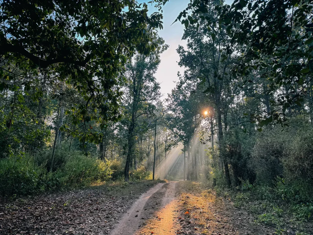 Sunrise in Kahna Tiger Reserve, India
