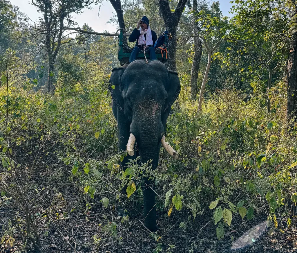 Park ranger on an elephant looking for poachers in Pug marks in the dirt help us to track the illusive tigers in Kahna Tiger Reserve, India