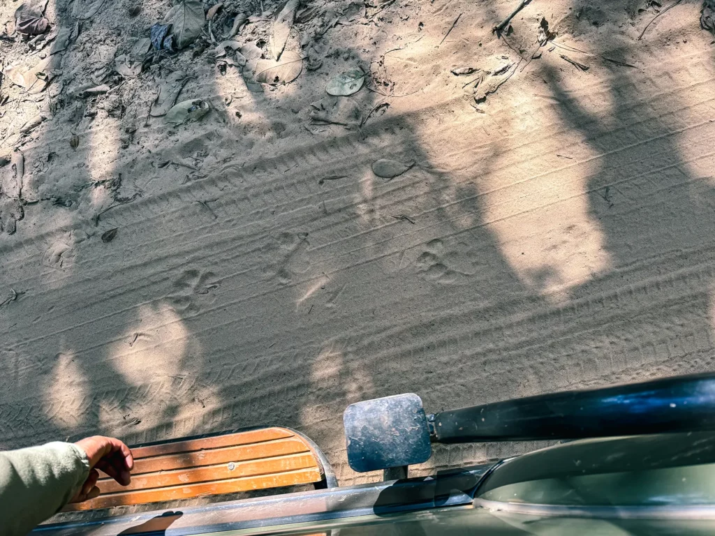 Pug marks in the dirt help us to track the illusive tigers in Kahna Tiger Reserve, India
