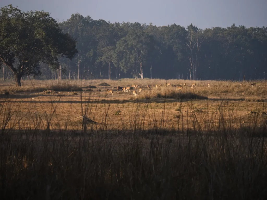 Chital on grasslands with forest behind in Kahna Tiger Reserve, India