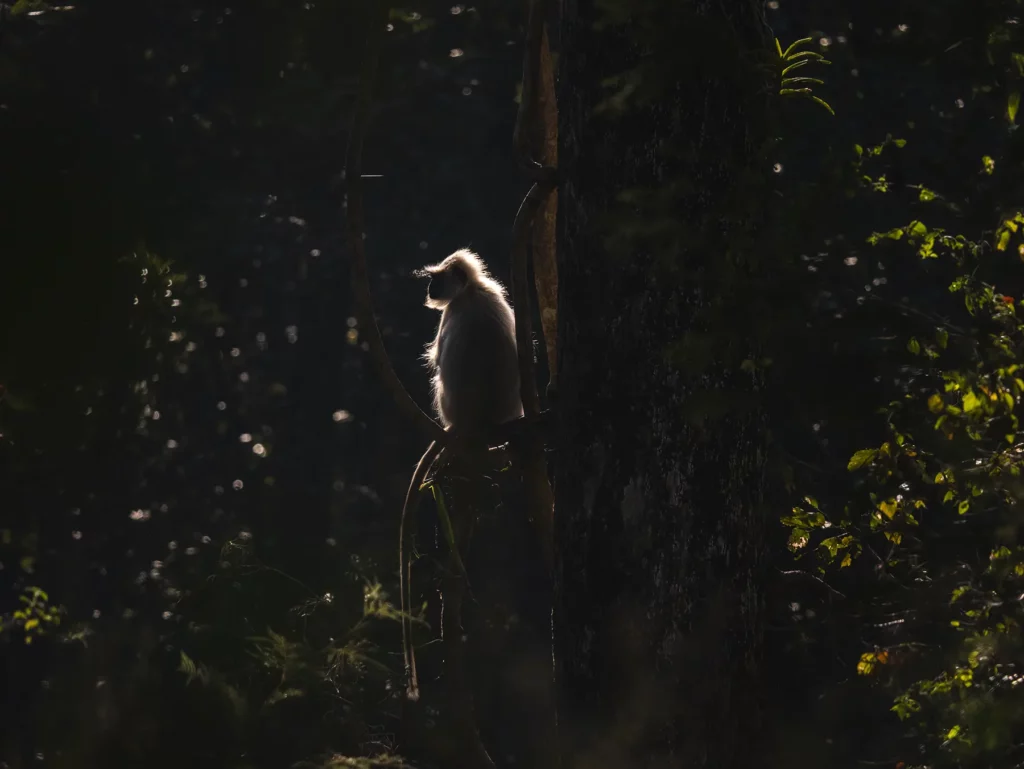 Grey langur in Kahna Tiger Reserve, India