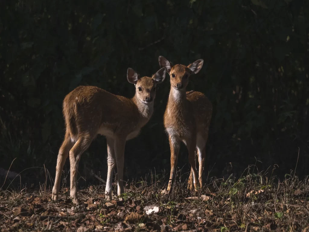 A pair of chital (spotted dear) fawns in Kahna Tiger Reserve, India