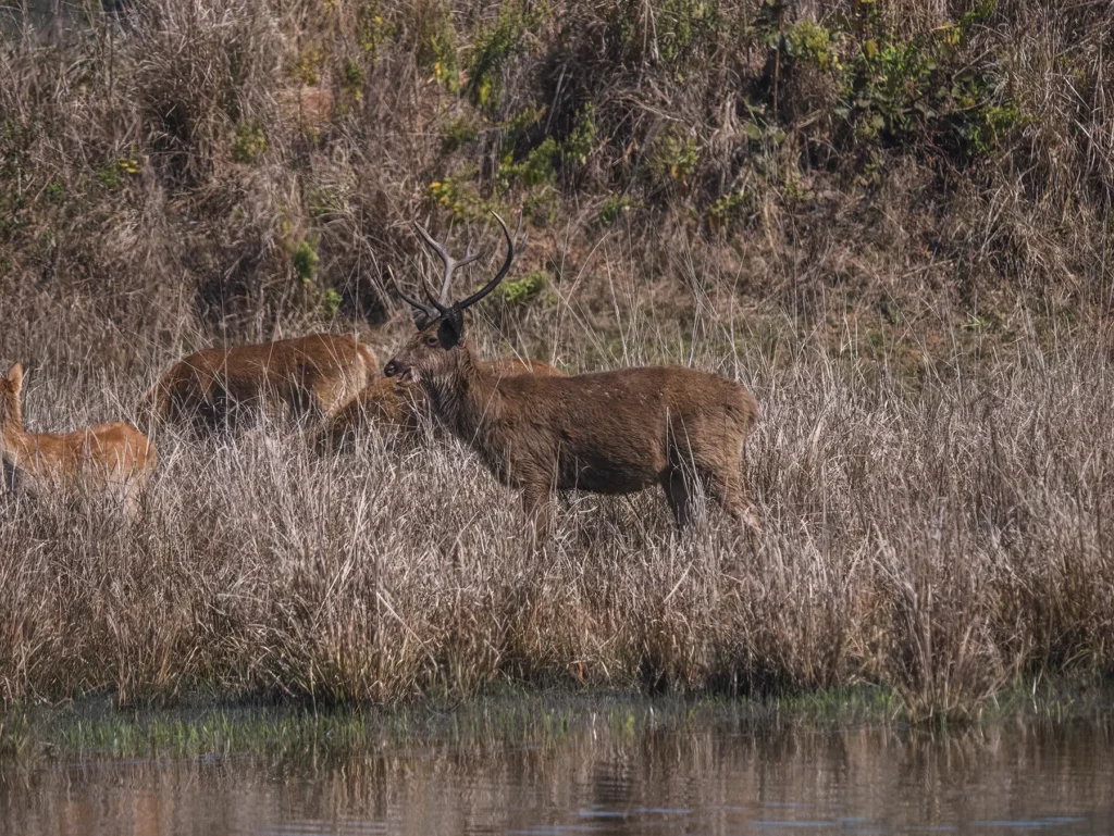 Dear in Kahna Tiger Reserve, India
