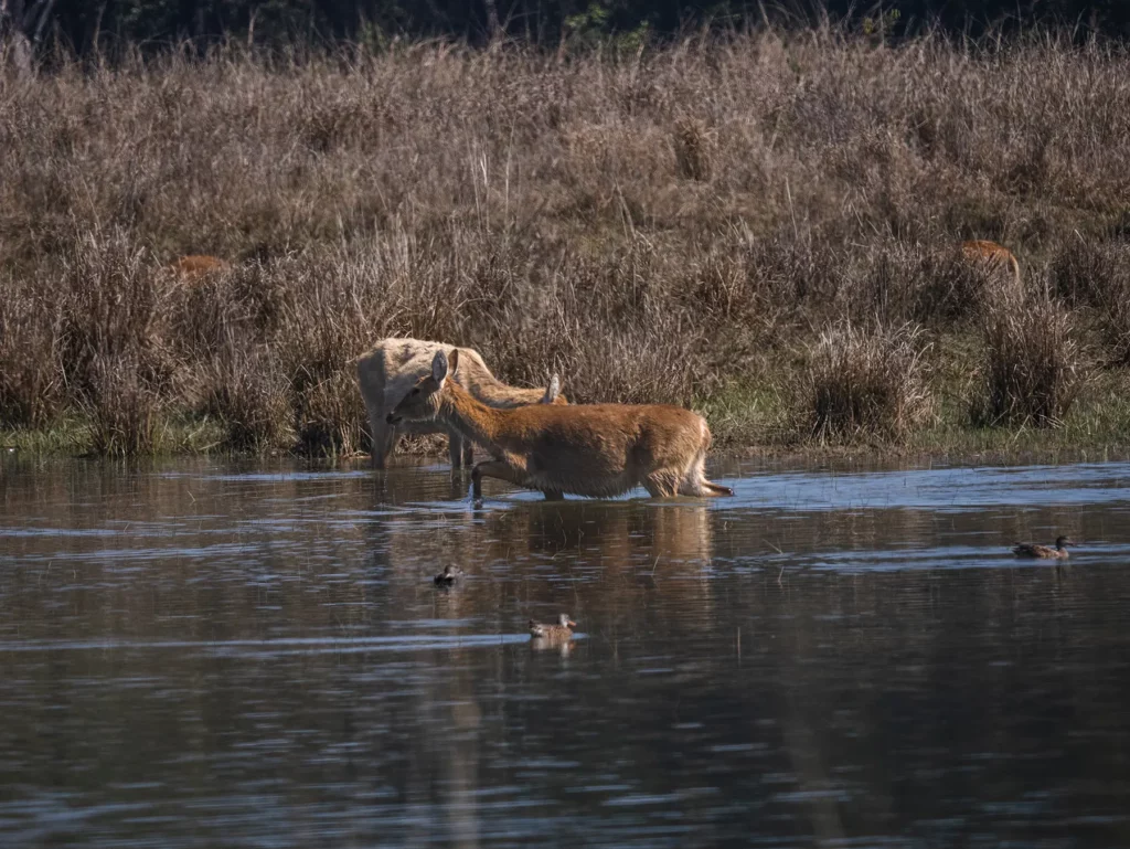 Barasingha (swamp deer) Kahna Tiger Reserve, India