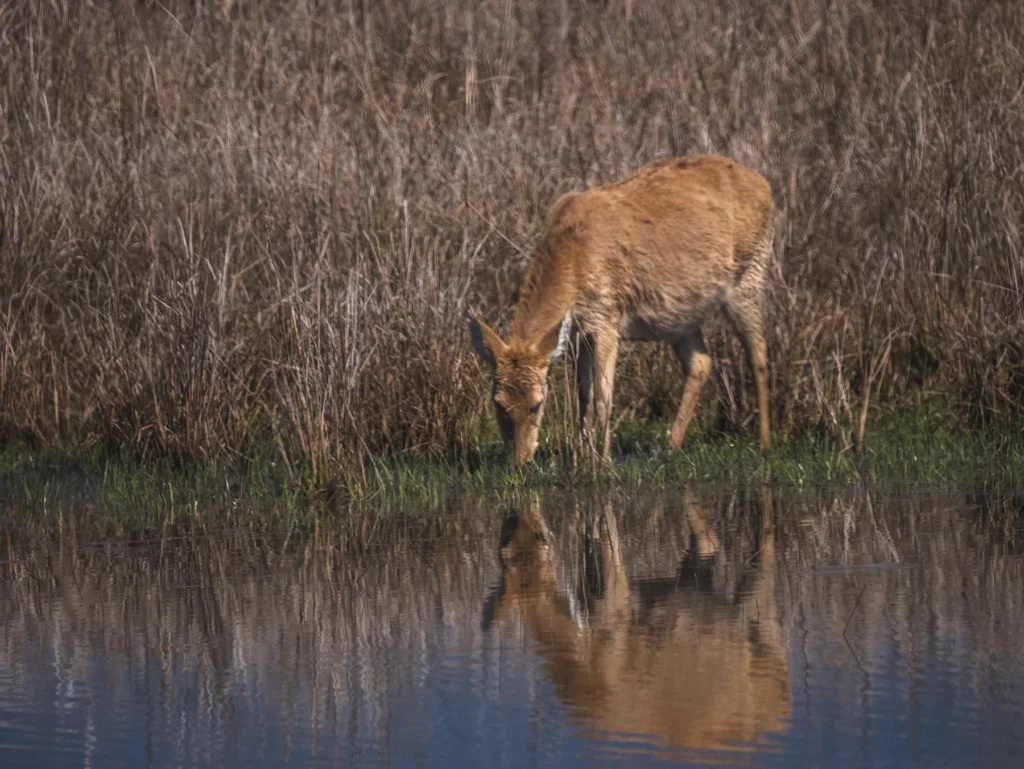 Barasingha (swamp deer) Kahna Tiger Reserve, India