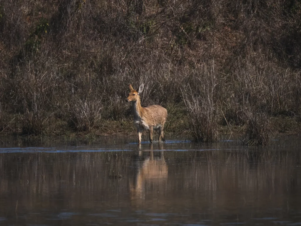 Barasingha (swamp deer) Kahna Tiger Reserve, India