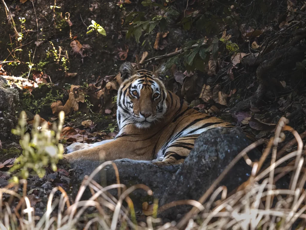 A female tiger know as Neelam resting under a tree in Kahna Tiger Reserve, India