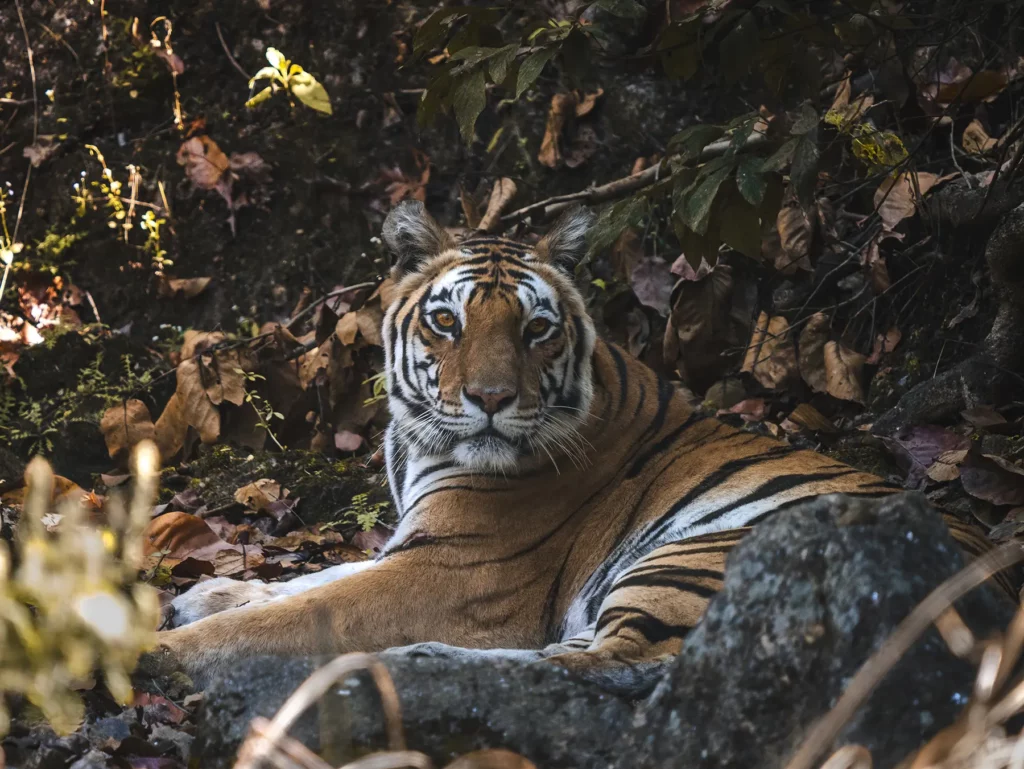 Female tiger known as Neelam laying down in Kahna Tiger Reserve, India