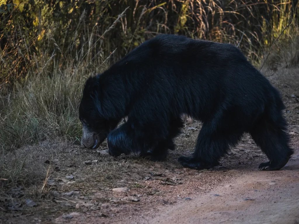 Sloth bear spotted on a tiger safari in Kahna Tiger Reserve, India