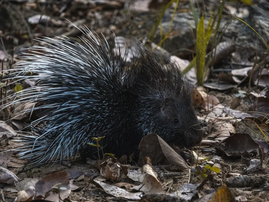 Porcupine in Kahna Tiger Reserve, India