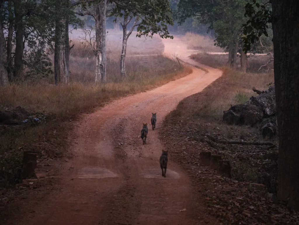 Golden jackals in Kahna Tiger Reserve, India