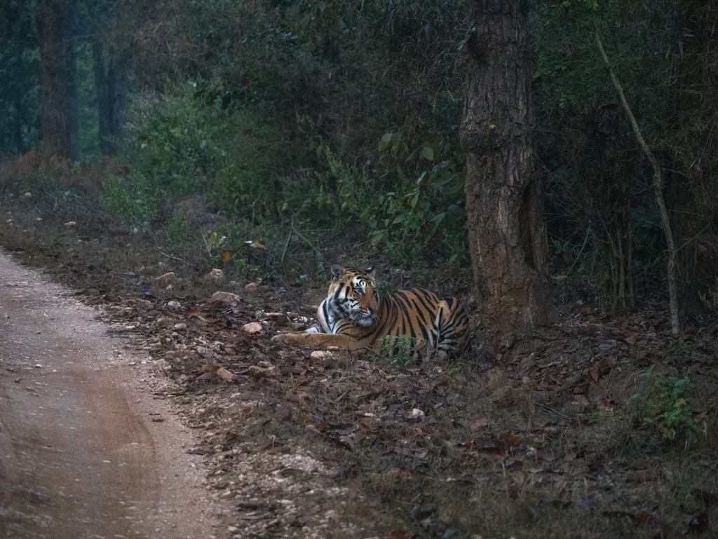 A male tiger resting under a tree in Kahna Tiger Reserve, India
