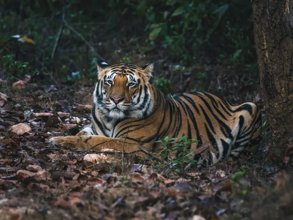 Male tiger resting under a tree in Kahna Tiger Reserve, India