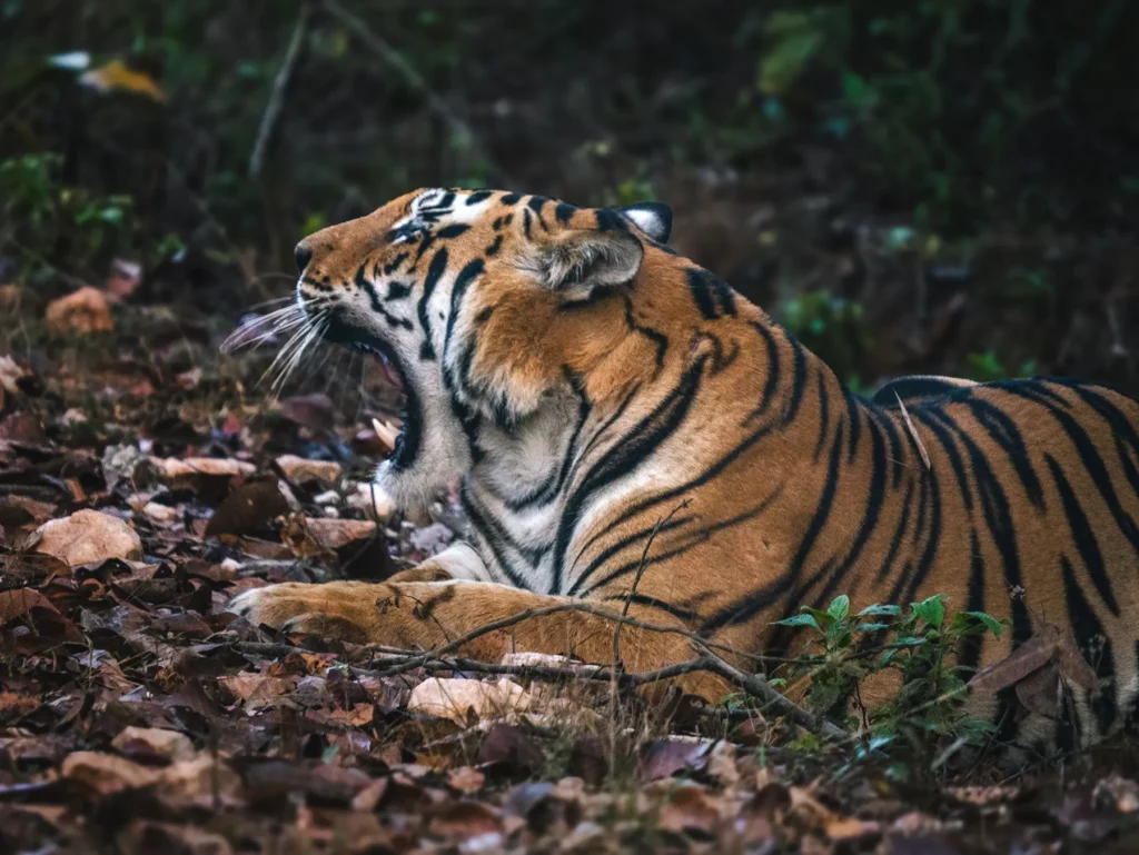 Male tiger yawning in Kahna Tiger Reserve, India
