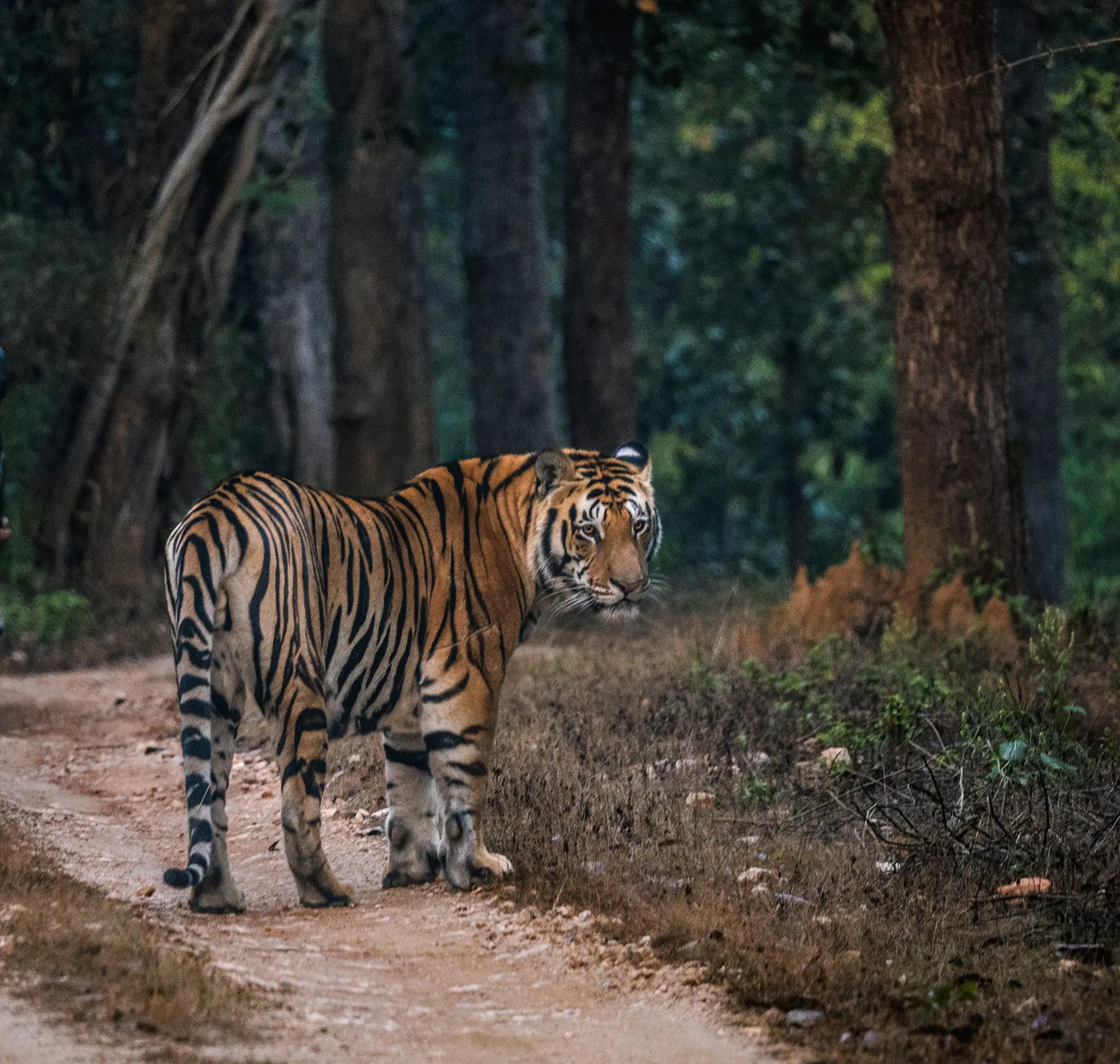 Male tiger look back at my over his shoulder in Kahna Tiger Reserve, India