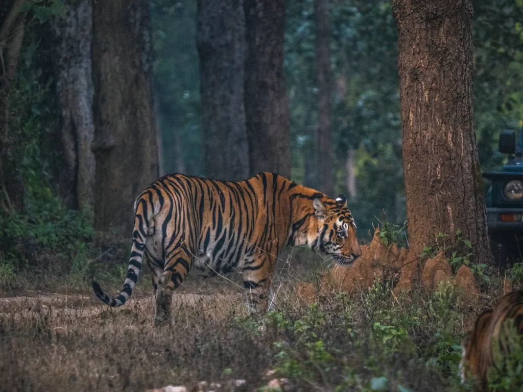 A male tiger walking through the forest in Kahna Tiger Reserve, India
