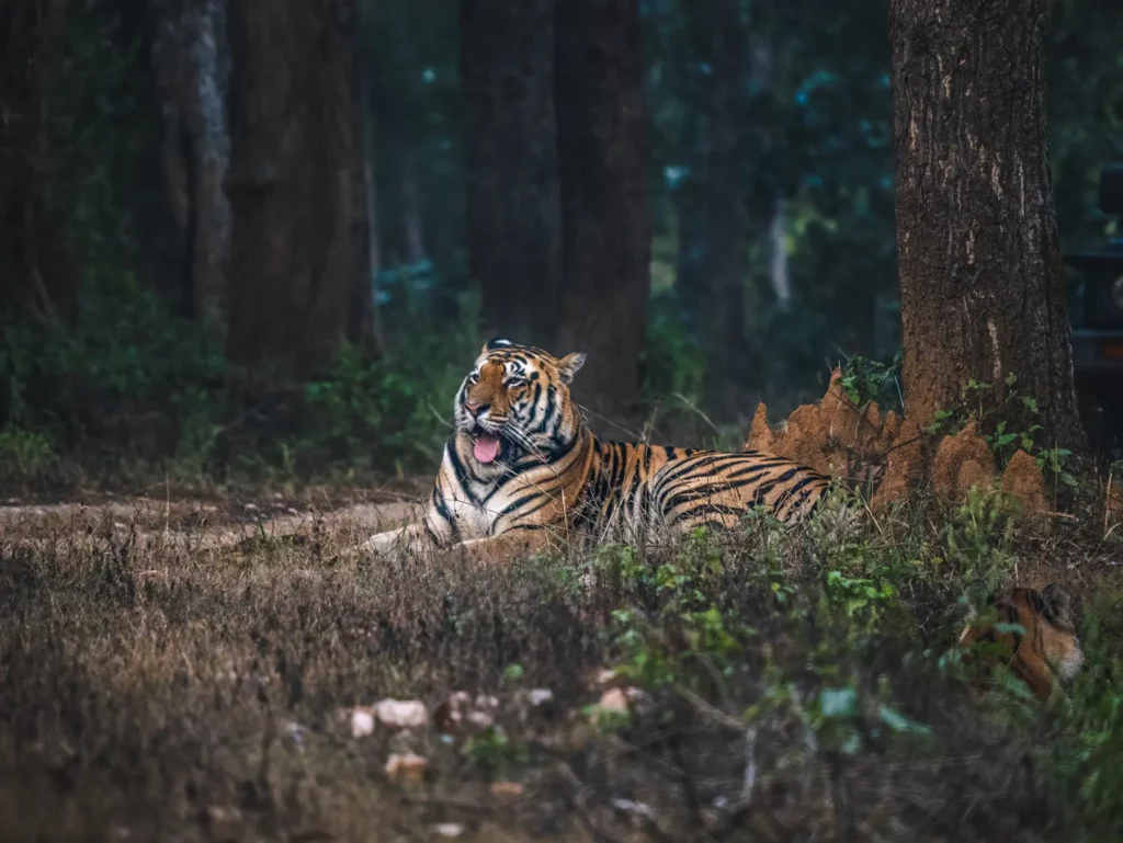 A male tiger resting under a tree in Kahna Tiger Reserve, India