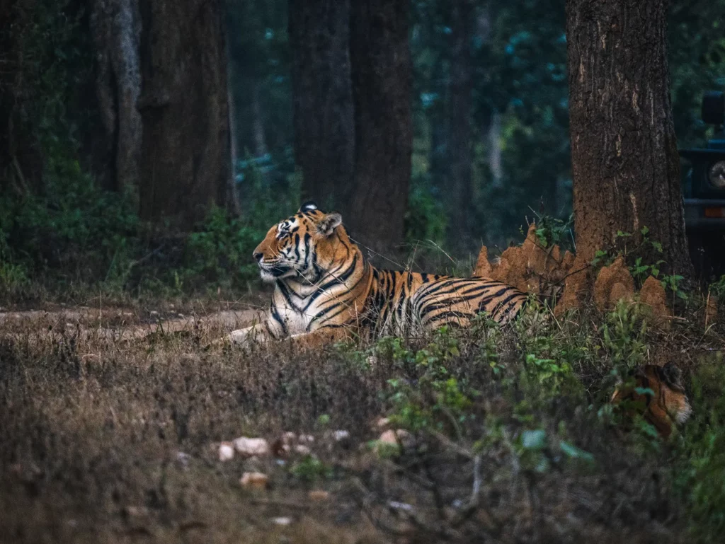 A male tiger resting under a tree in Kahna Tiger Reserve, India
