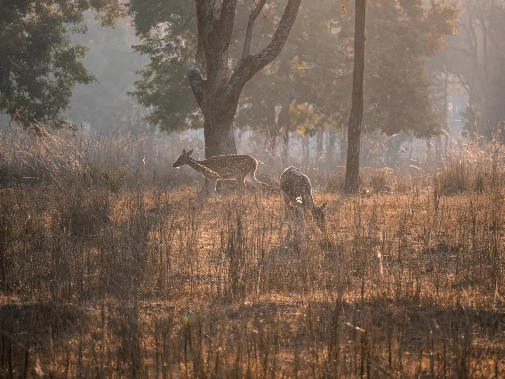 Chital (spotted dear) Kahna Tiger Reserve, India