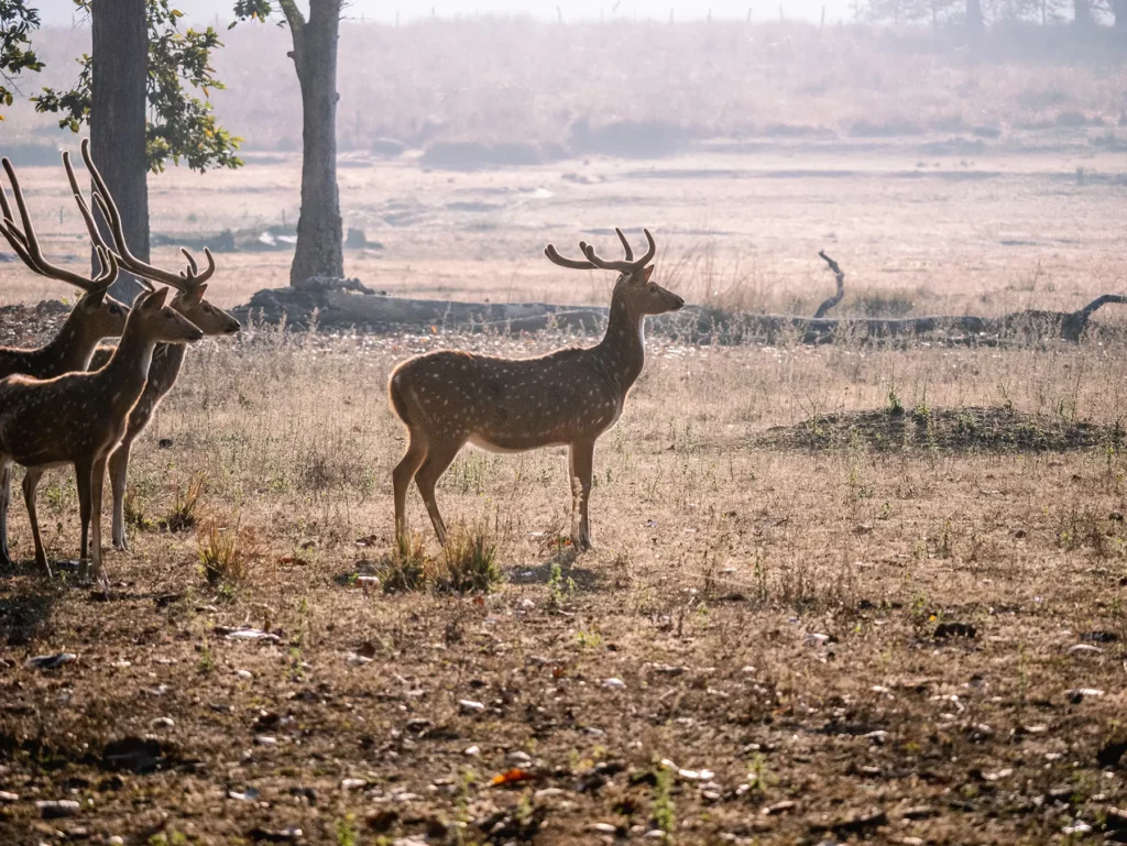 Seeing tigers and other wildlife such as this chital in the wild is a magical experience and helps their conservation. Kahna Tiger Reserve, India