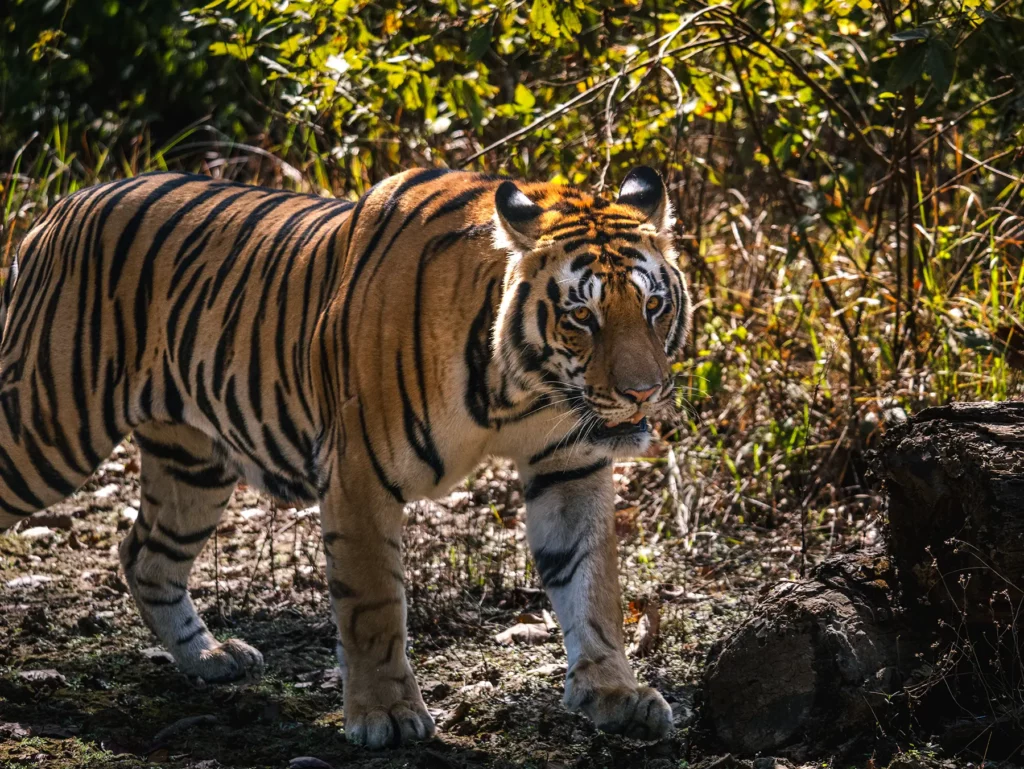 Male tiger in Kahna Tiger Reserve, India