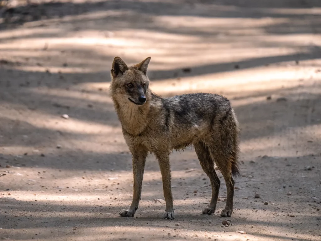 Jackal in Kahna Tiger Reserve, India