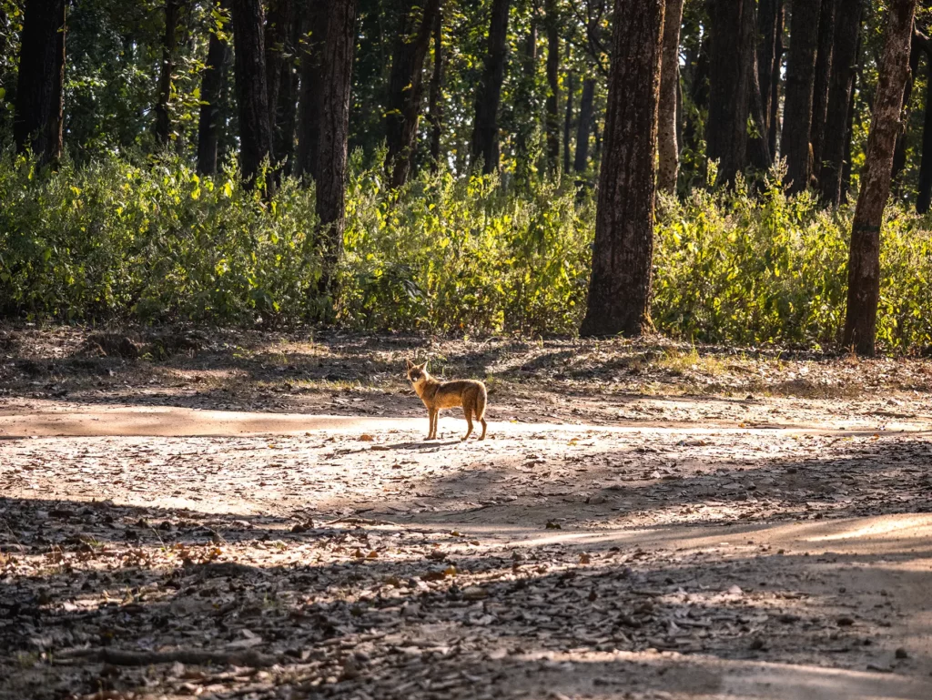 Jackal in Kahna Tiger Reserve, India