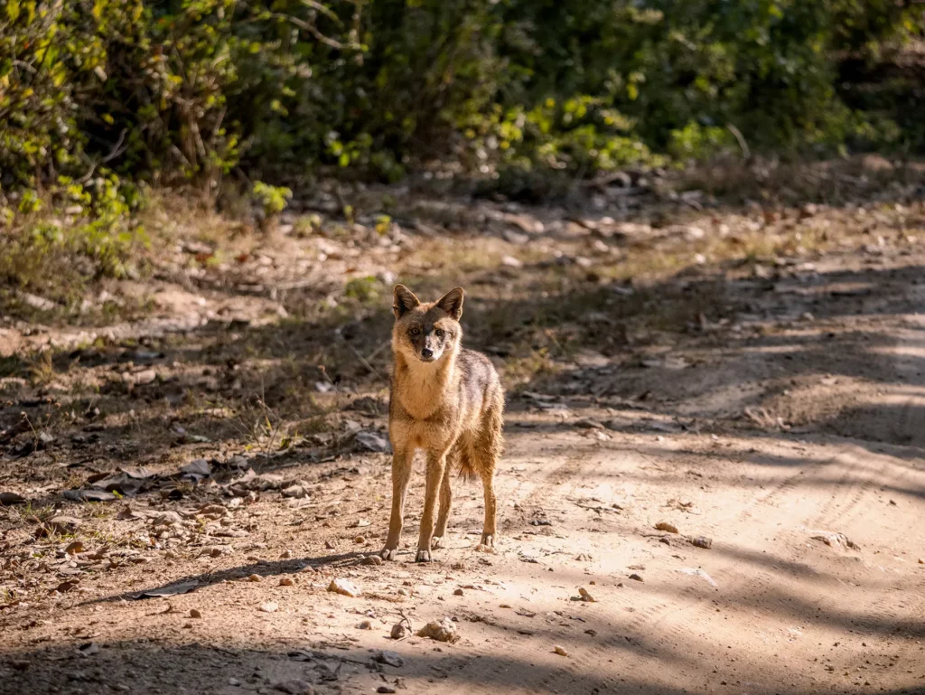 Jackal in Kahna Tiger Reserve, India