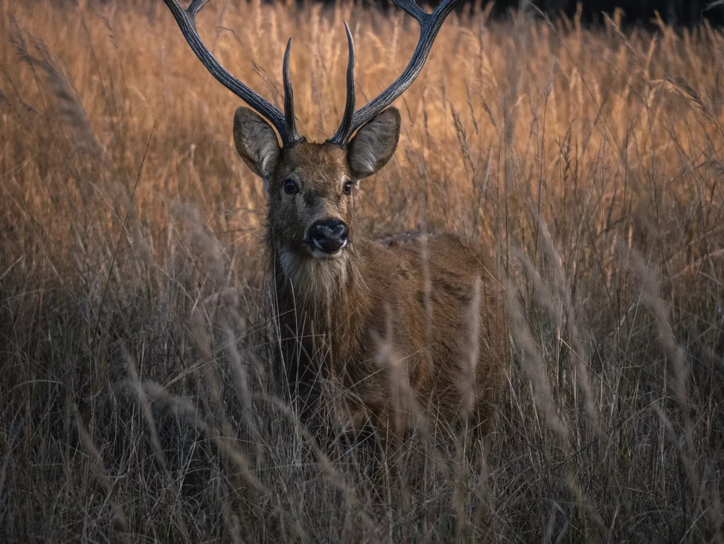 Barasingha in Kahna Tiger Reserve, India
