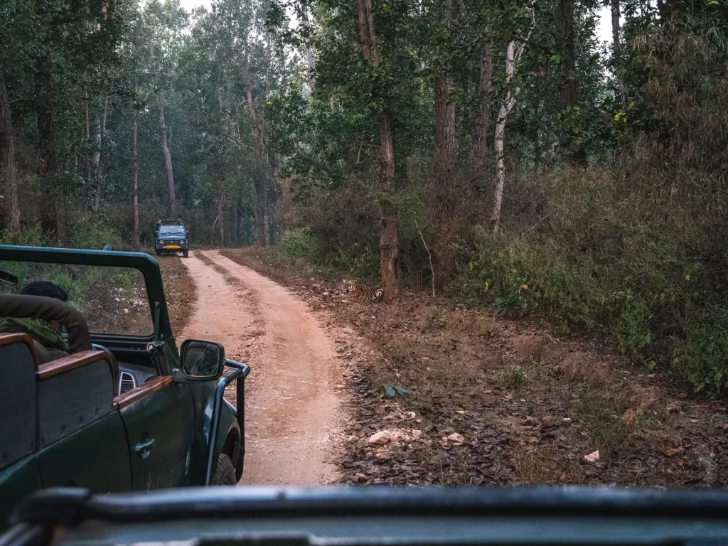 Safari truck watching a tiger resting under a tree in Kahna Tiger Reserve, India