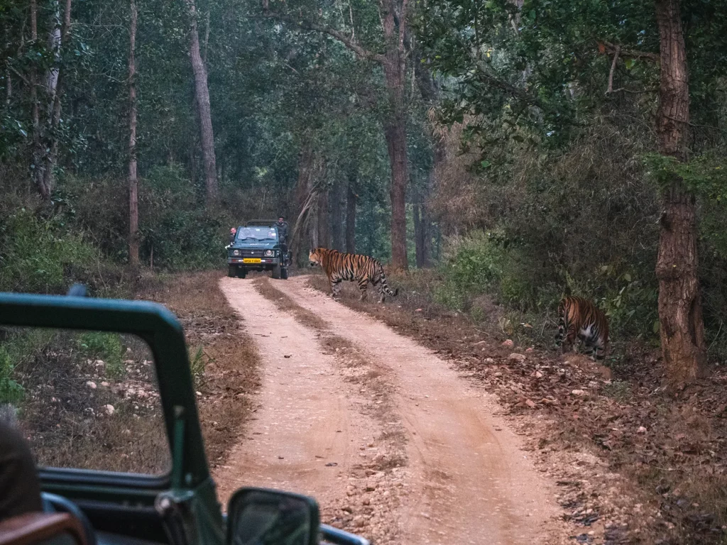 Two tigers next to safari jeeps in Kahna Tiger Reserve, India