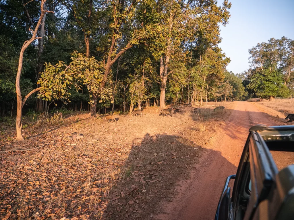 Family of wild boars in Kahna Tiger Reserve, India