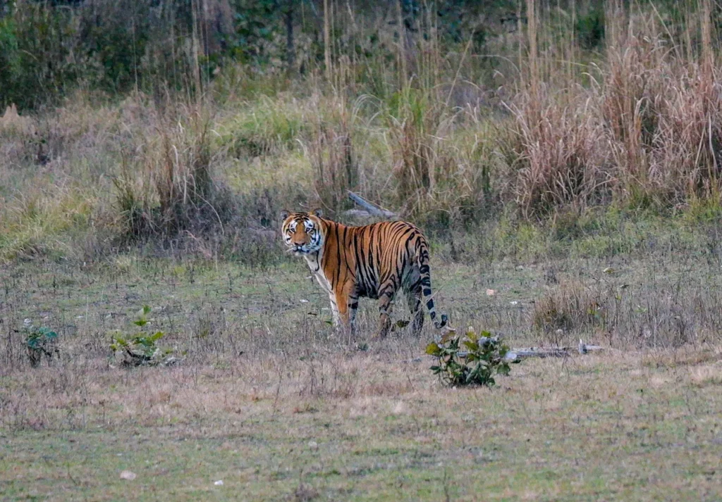 Male tiger known as M1 in grasslands in Kahna Tiger Reserve, India
