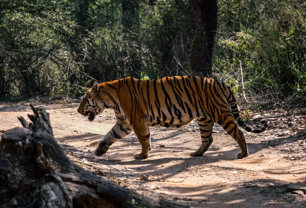A male tiger known as DB3 crossing the path in Kahna Tiger Reserve, India