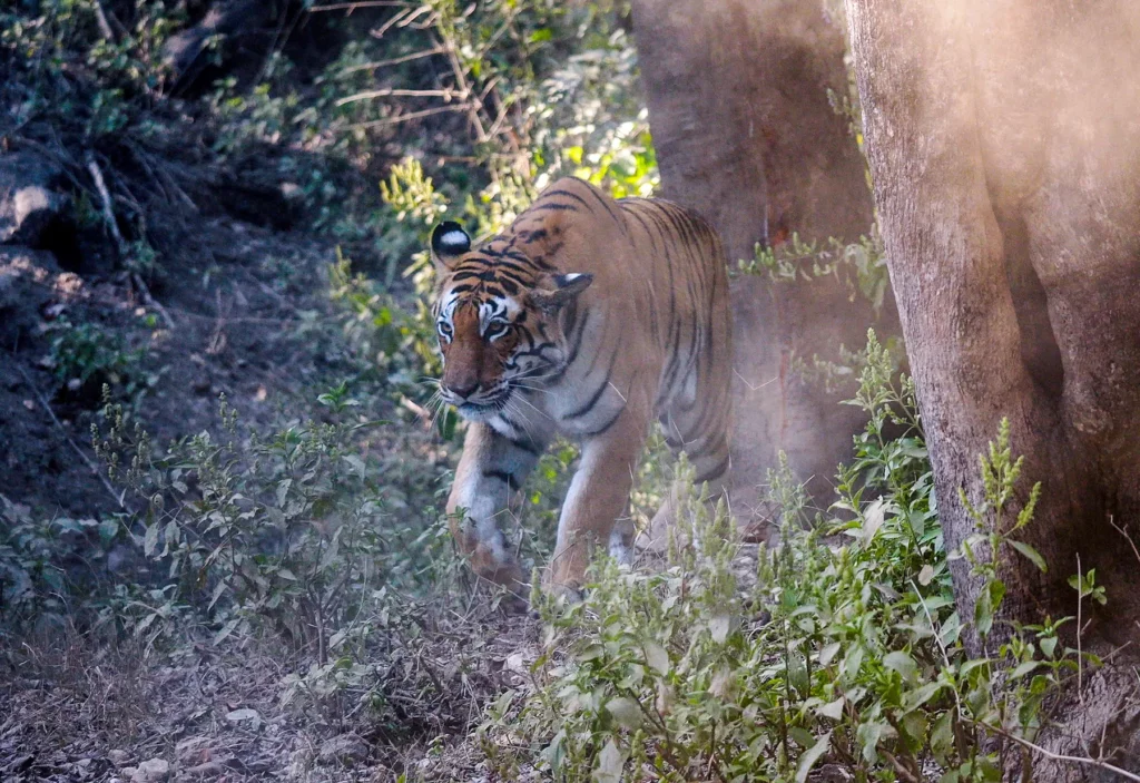 A female tiger know as DJ walking through the forest in Kahna Tiger Reserve, India