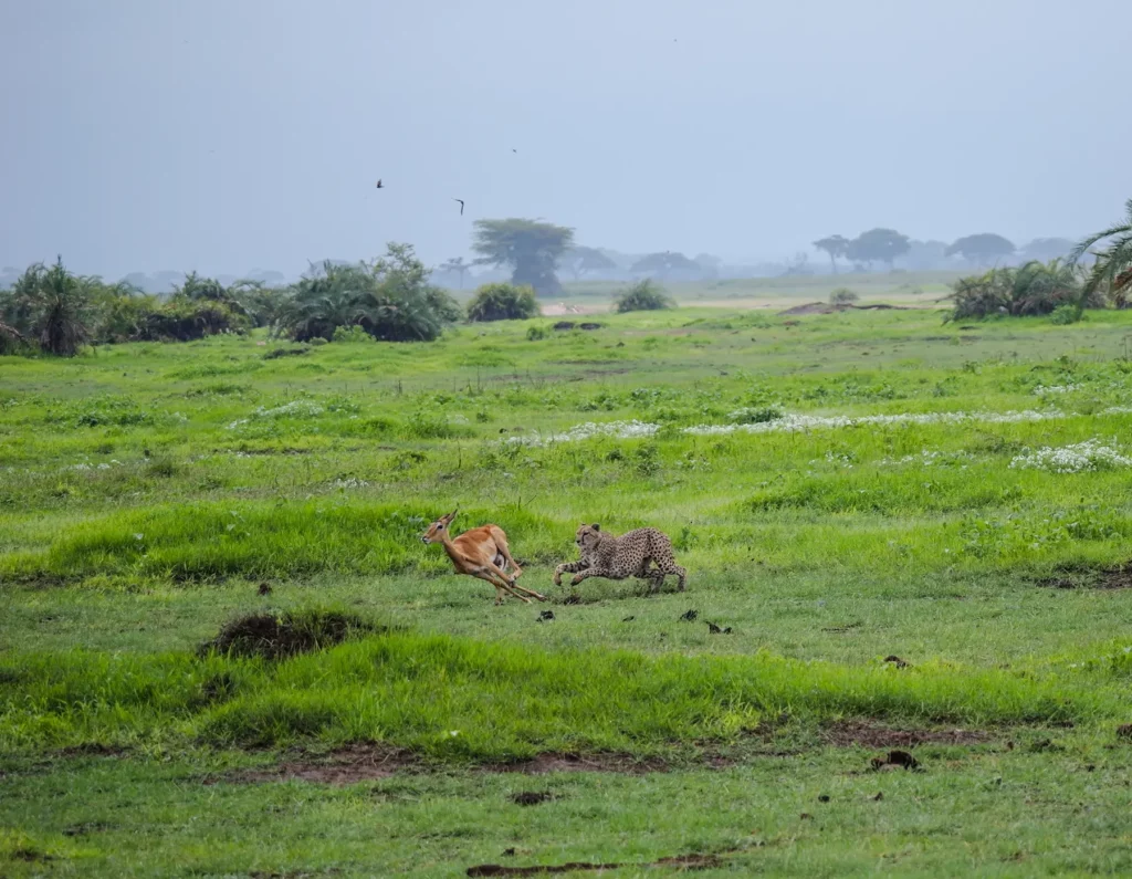 Cheetah hunting an impala during a safari in Amboseli National Park, Kenya