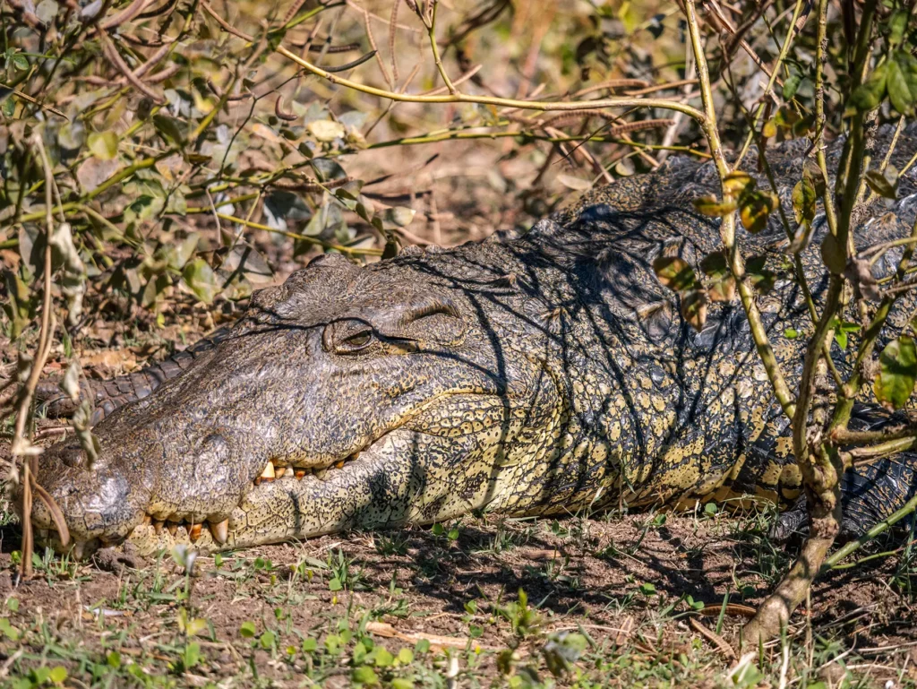 Nile crocodile on a Chobe River Safari in Botswana