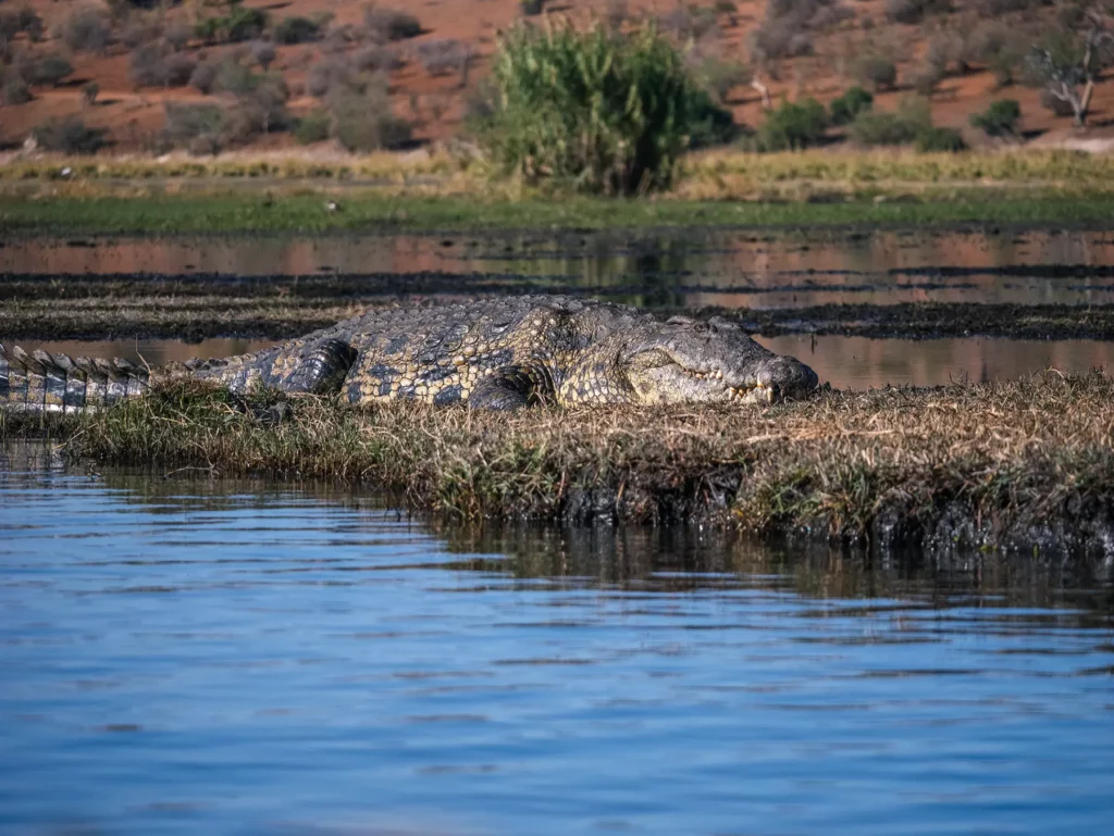 Nile crocodile on a Chobe River Safari in Botswana