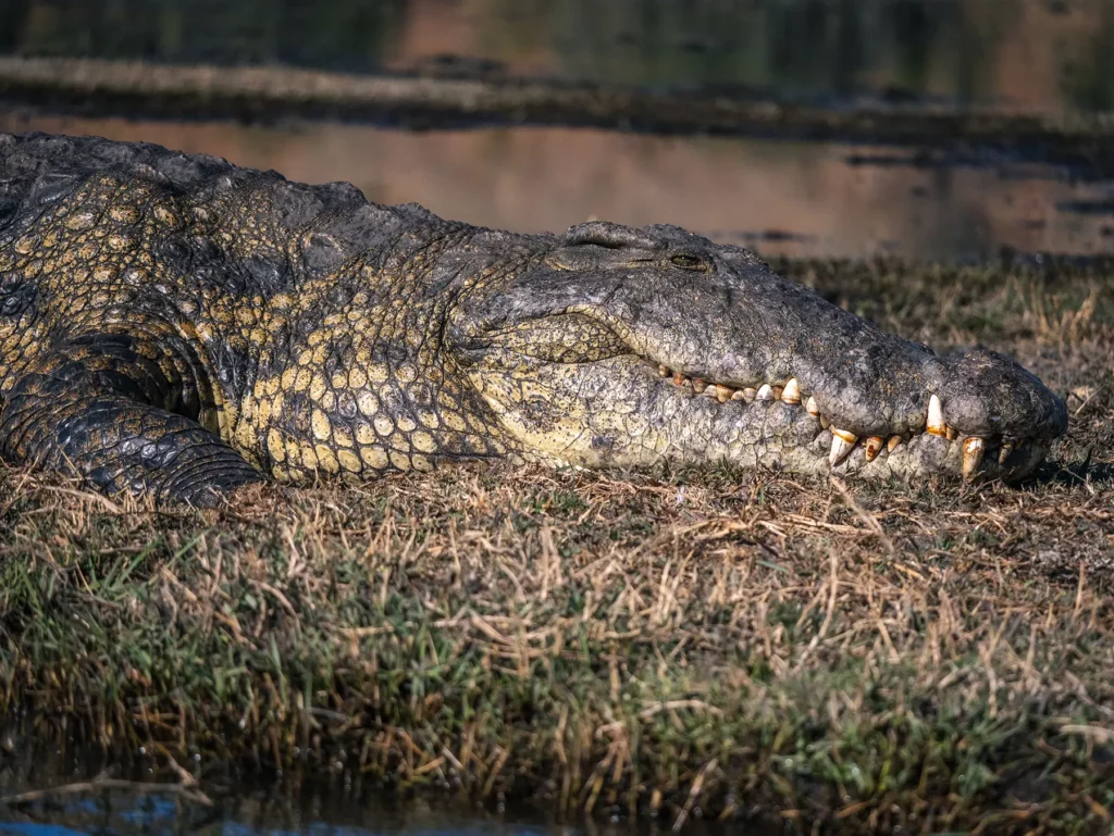 Nile crocodile on a Chobe River Safari in Botswana