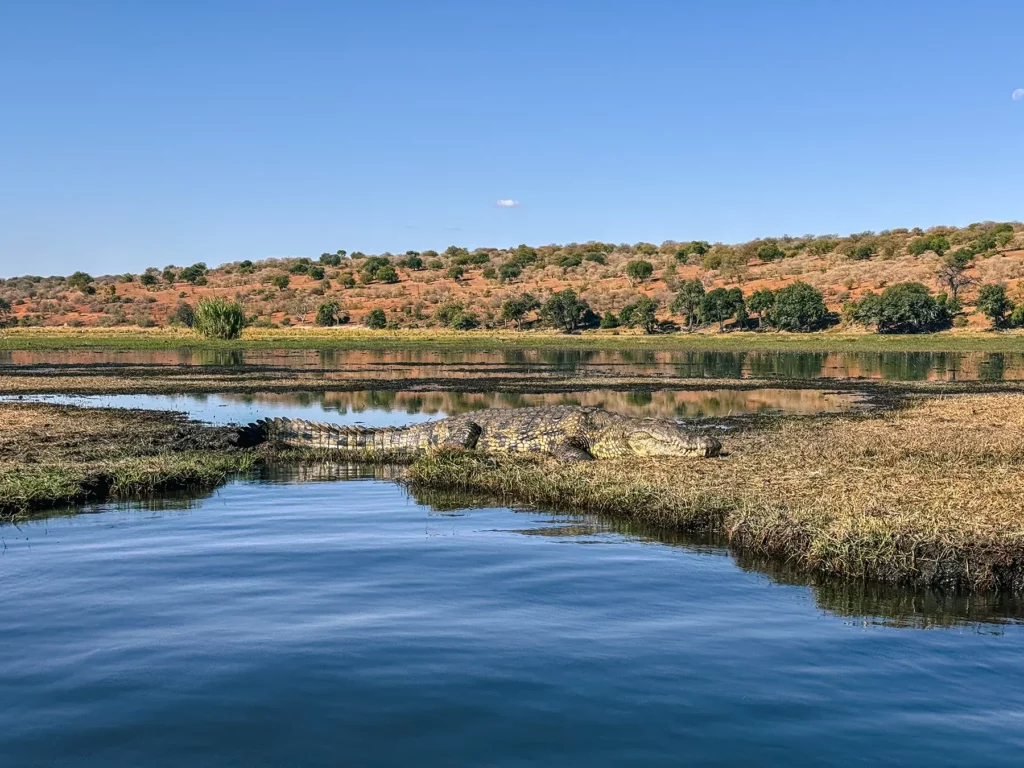 Crocodile on Chobe Riverfront safari