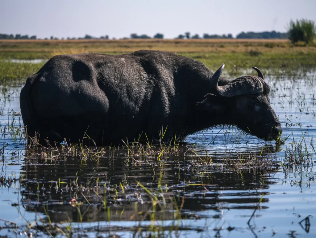 Buffalo on Chobe Riverfront safari