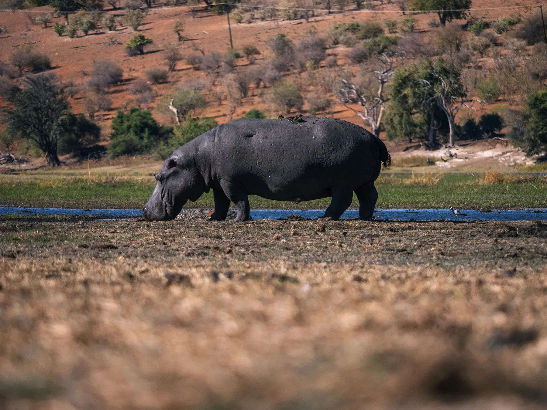 Hippo view from Boat on Chobe Riverfront safari