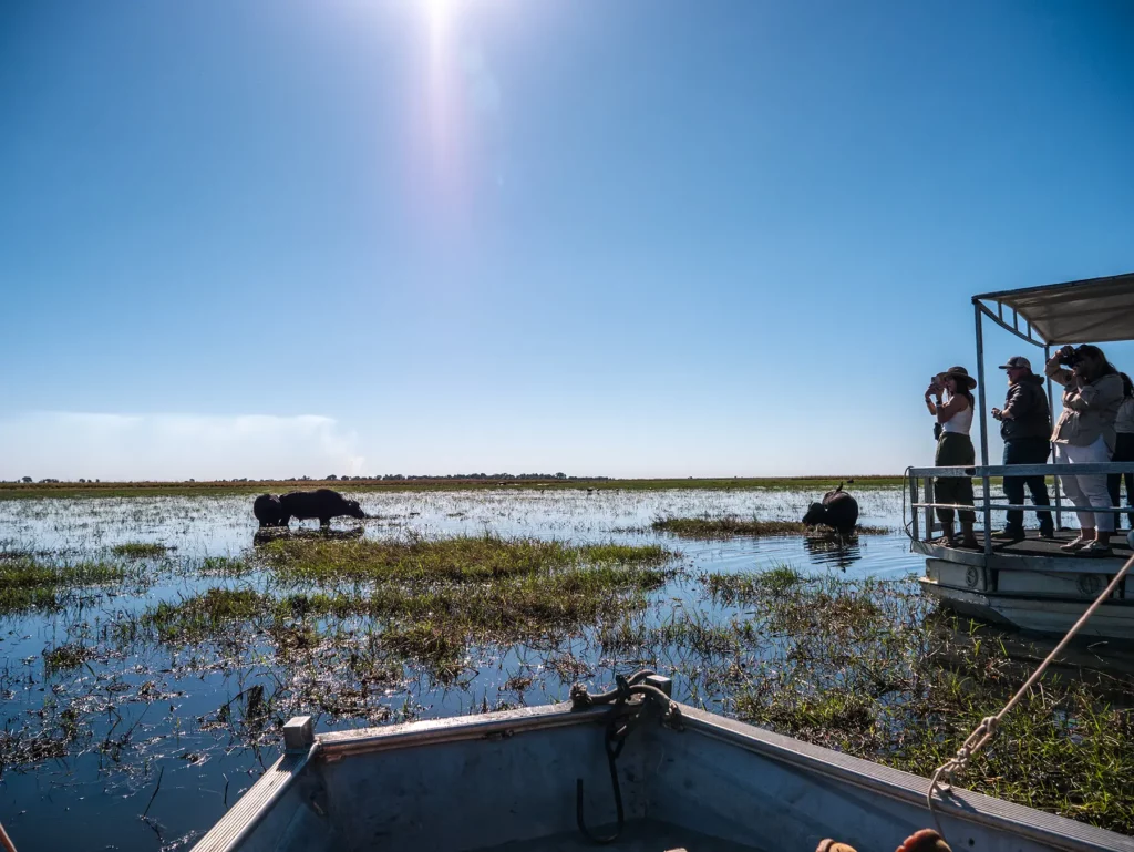 Buffalo on Chobe Riverfront safari