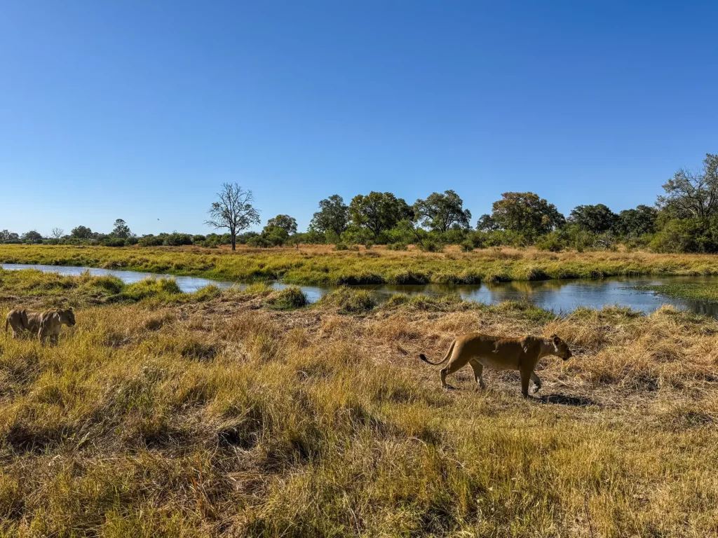 Two lionesses in front of a tributary, Khwai Community Area, Botswana.