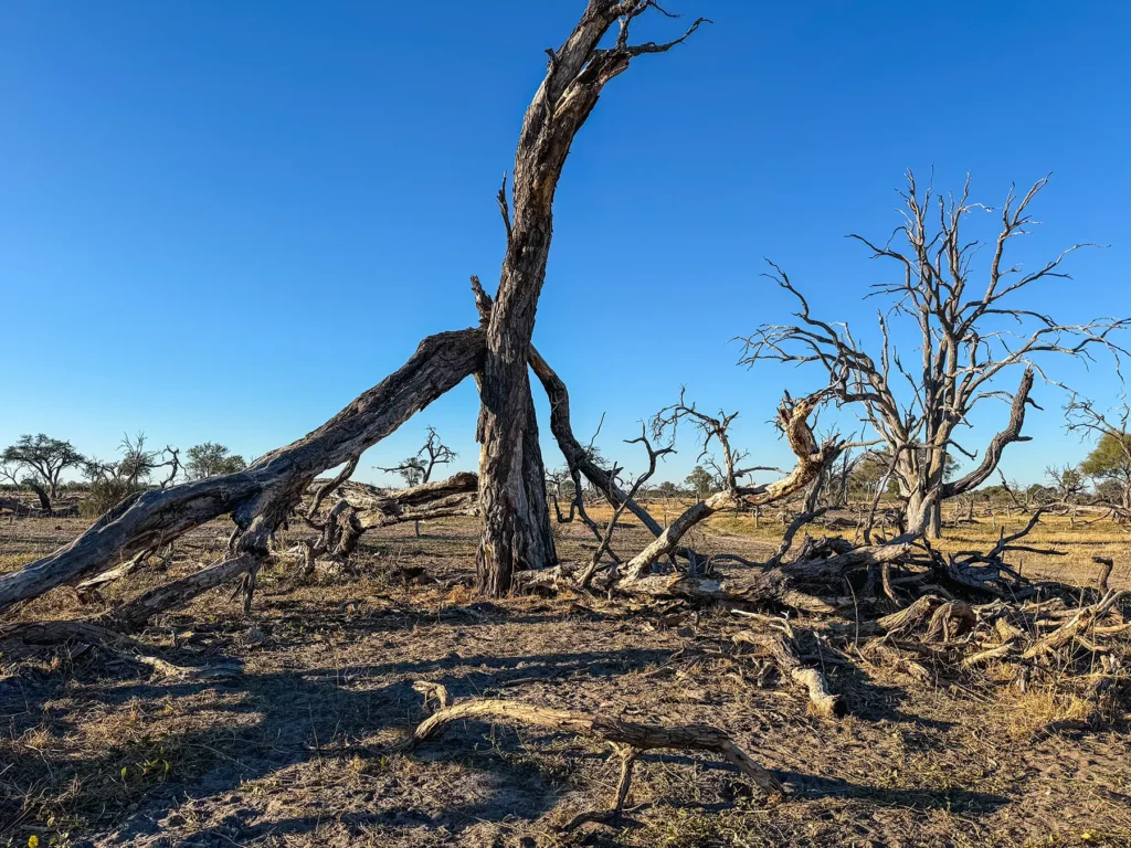 Dead tree forest in Khwai Community Area, Botswana.