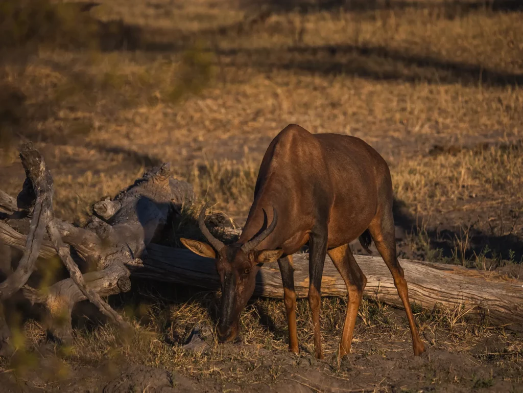 Common tsessebe are among the fastest antelopes in Africa. Khwai, Botswana.